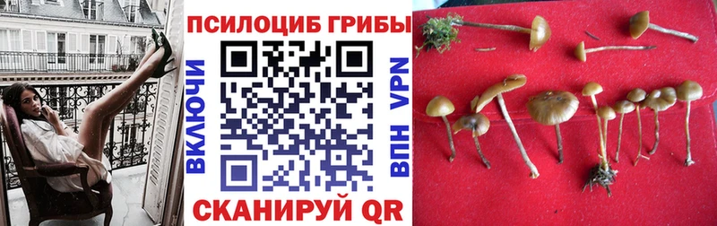 MEGA зеркало  Острогожск  Галлюциногенные грибы Cubensis 